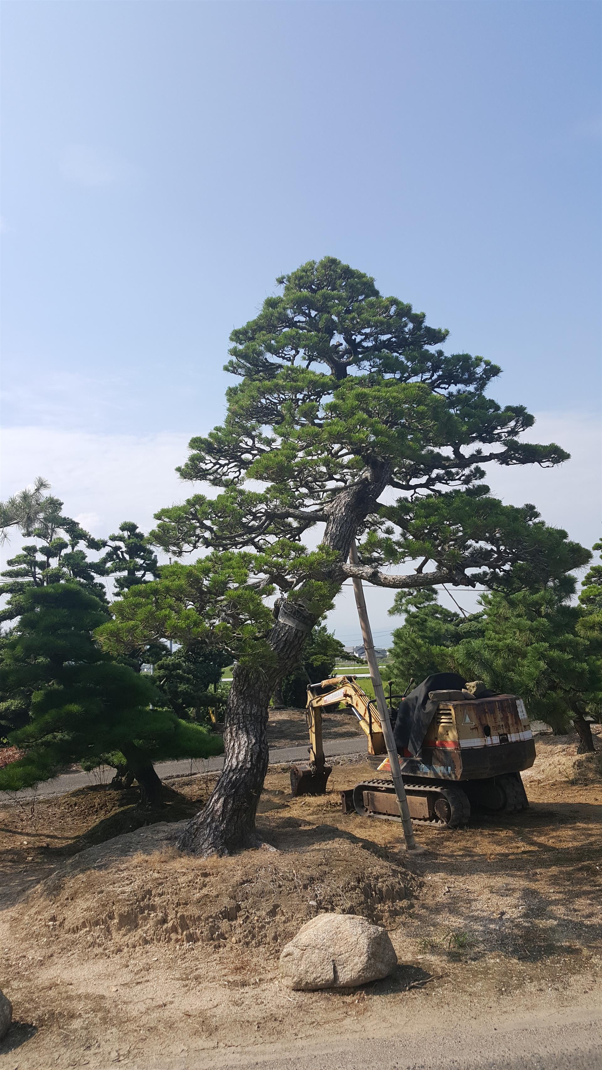日本黑松树图片大全集图片
