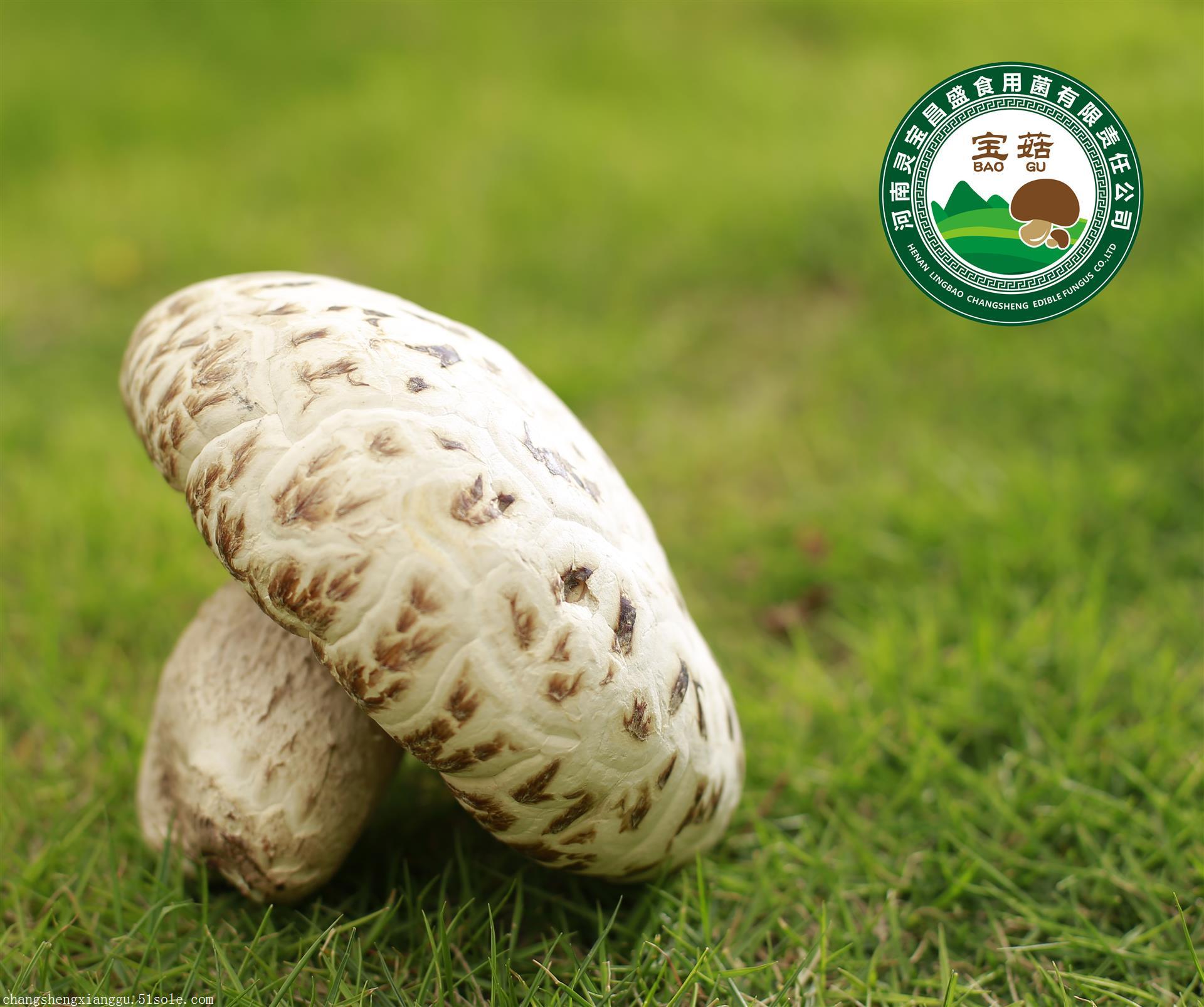 企业图片_河南灵宝昌盛食用菌有限责任公司 - 搜了网