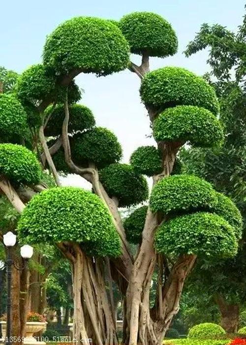 河南省鄢陵县梦宇花木园小叶女贞造型树-河南桧柏-河南刺柏-花灌木