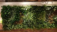 墙面绿植植物,西安绿植墙,室内绿植租赁公司,金森造景