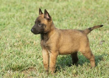 馬犬 杜高犬 卡斯羅-山東天佑養殖有限公司_首頁