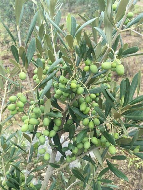 油橄榄新品种豆果奇迹阿尔波莎娜鄂值佛奥科拉