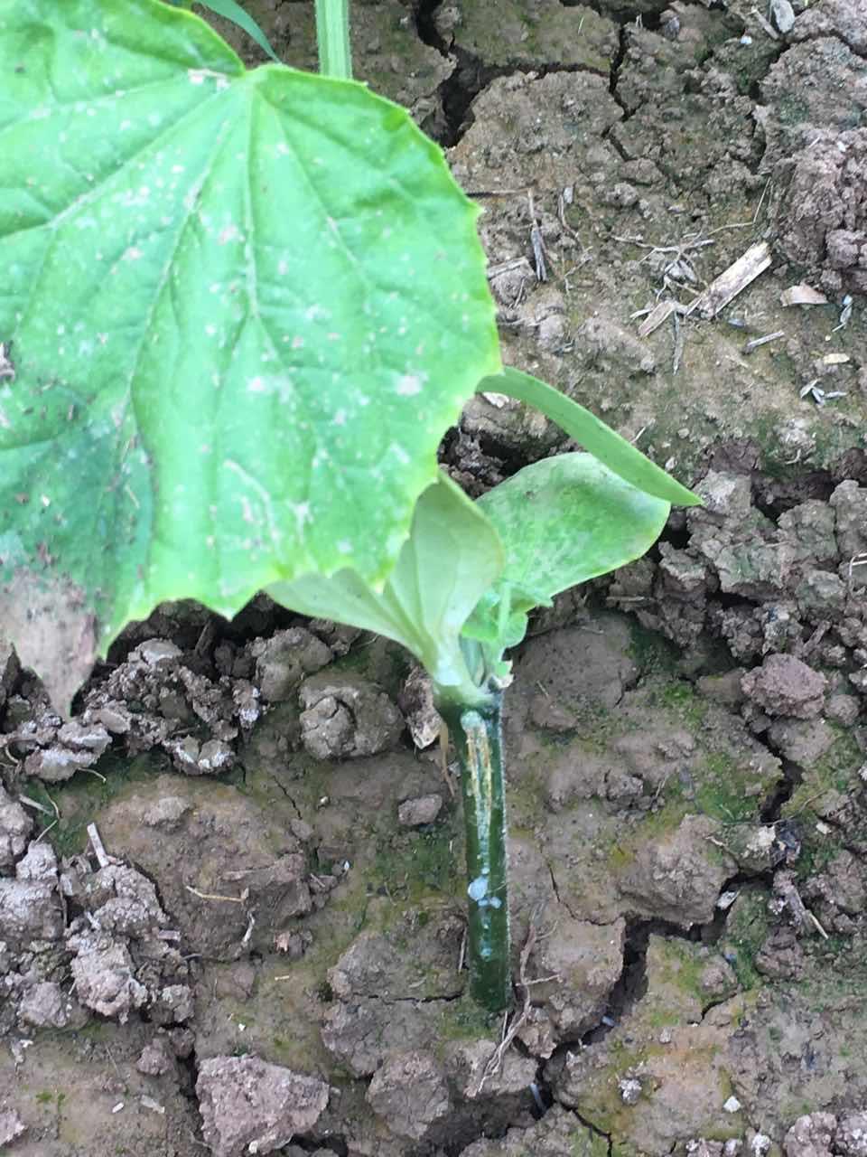 【角斑病防控黃瓜流膠病防控用龍燈生物潰腐康三合一】價格,廠家,殺菌