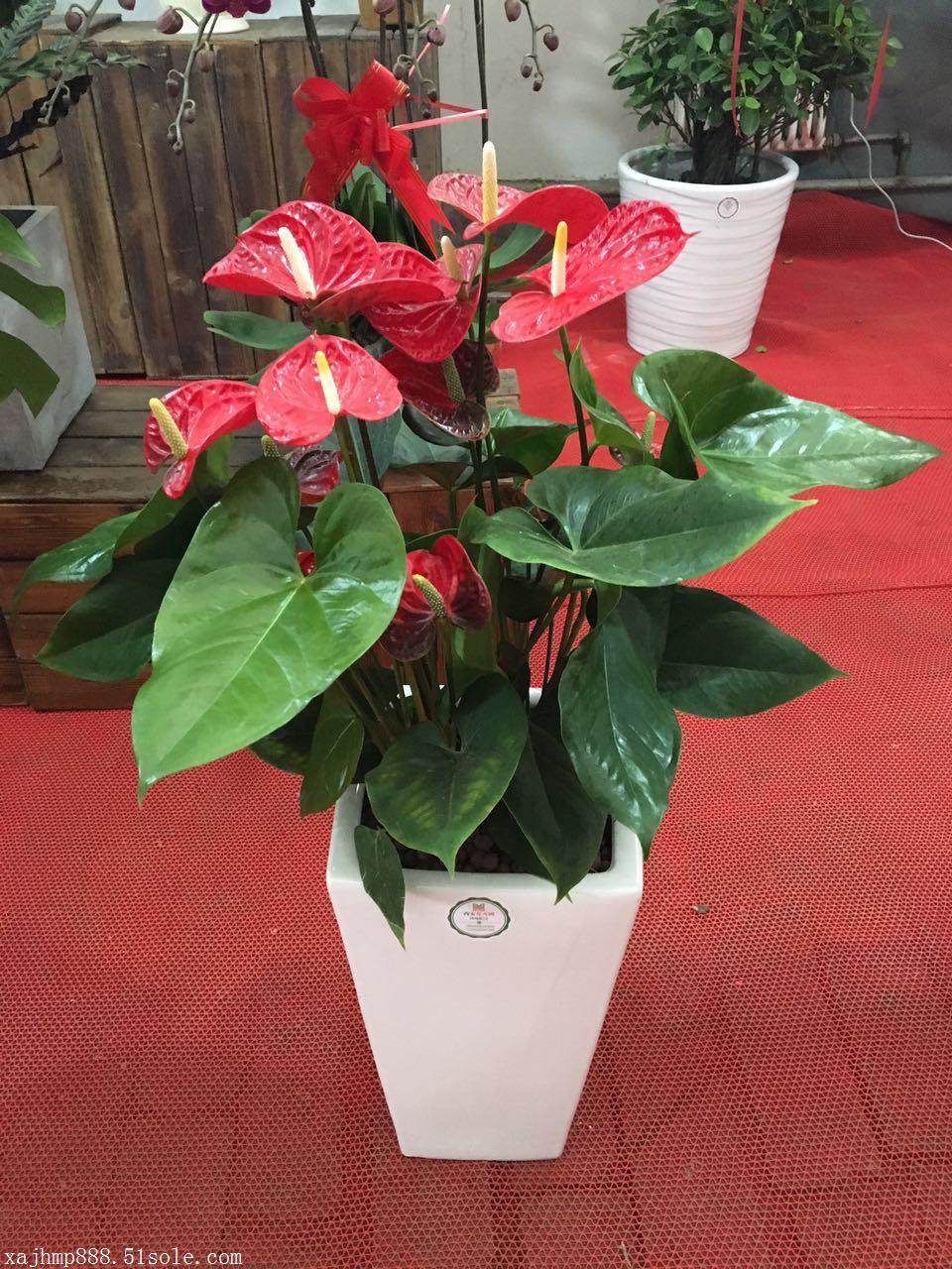花卉租赁价格