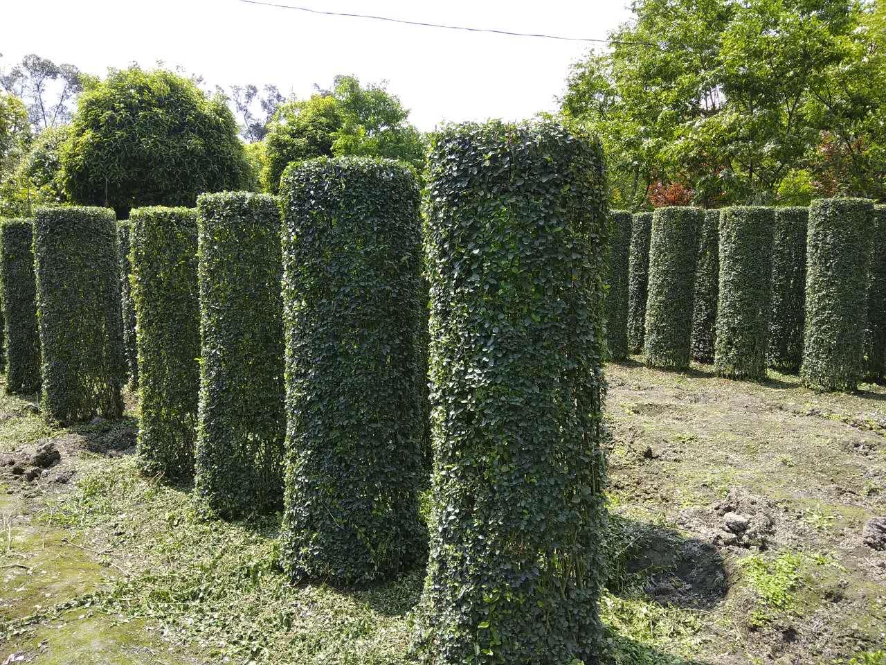 生态围墙绿篱造型系列,植物造型欢迎来电咨询!