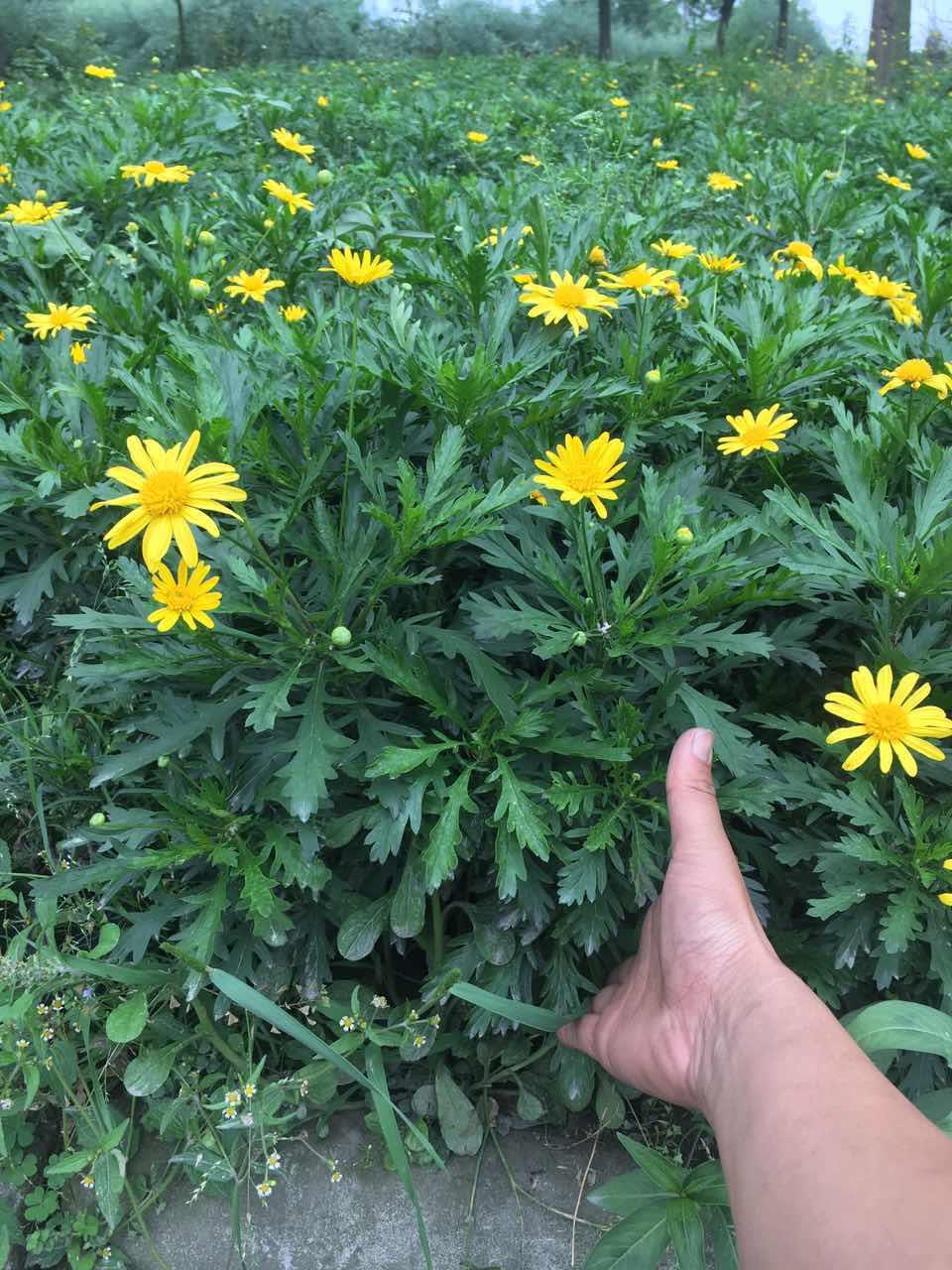 木春菊批发,木春菊基地,木春菊价格