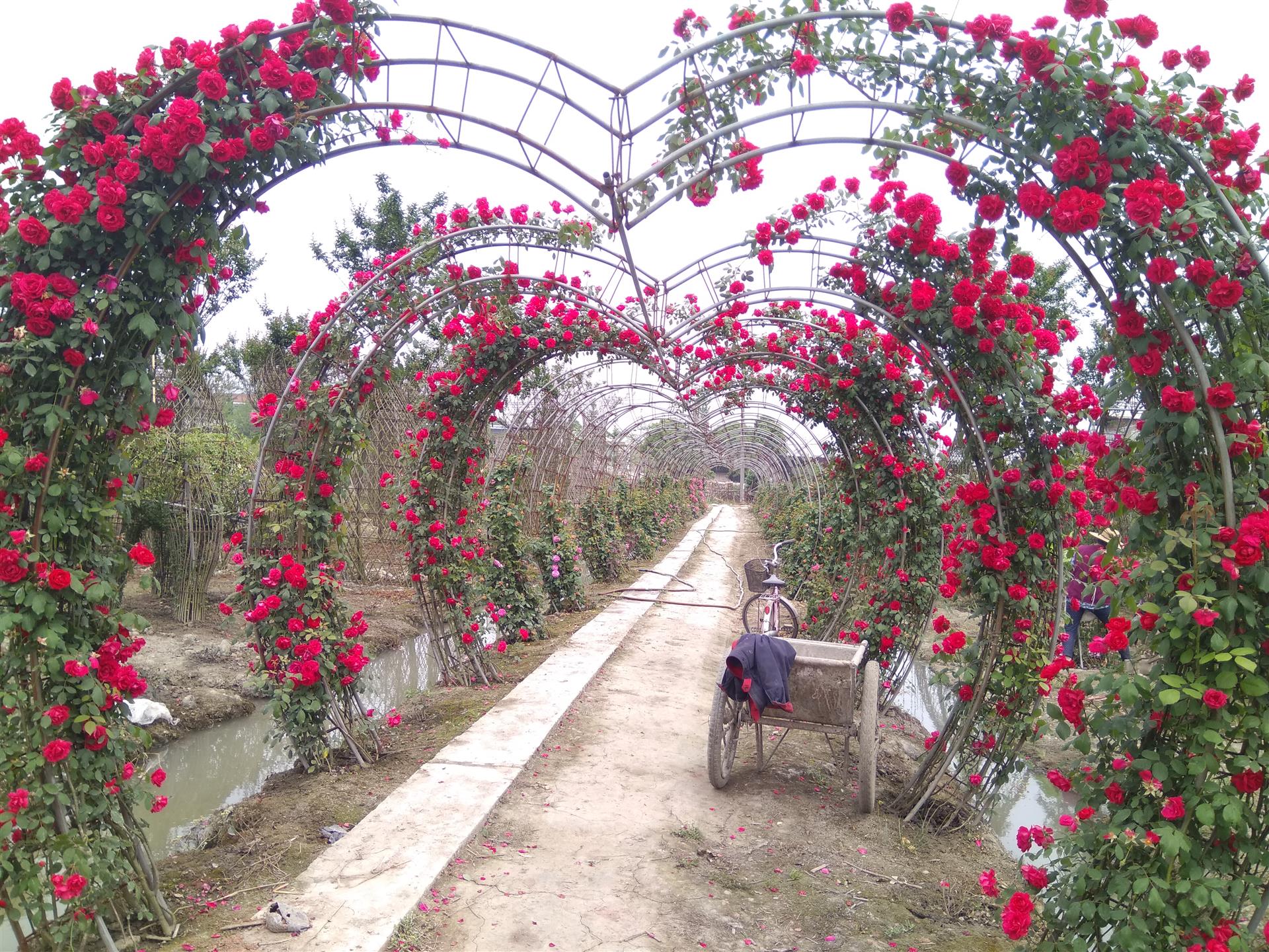 紅花月季造型 四川月季造型基地出售月季 拱門造型基地 月季球造型