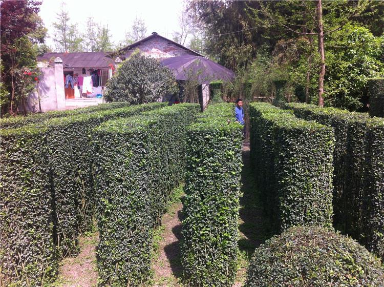 植物造型基地出售植物柱子圓柱造型生態圍牆