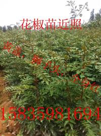 山西运城花椒苗，韩城大红袍花椒苗，花椒苗价格 狮子头花椒苗