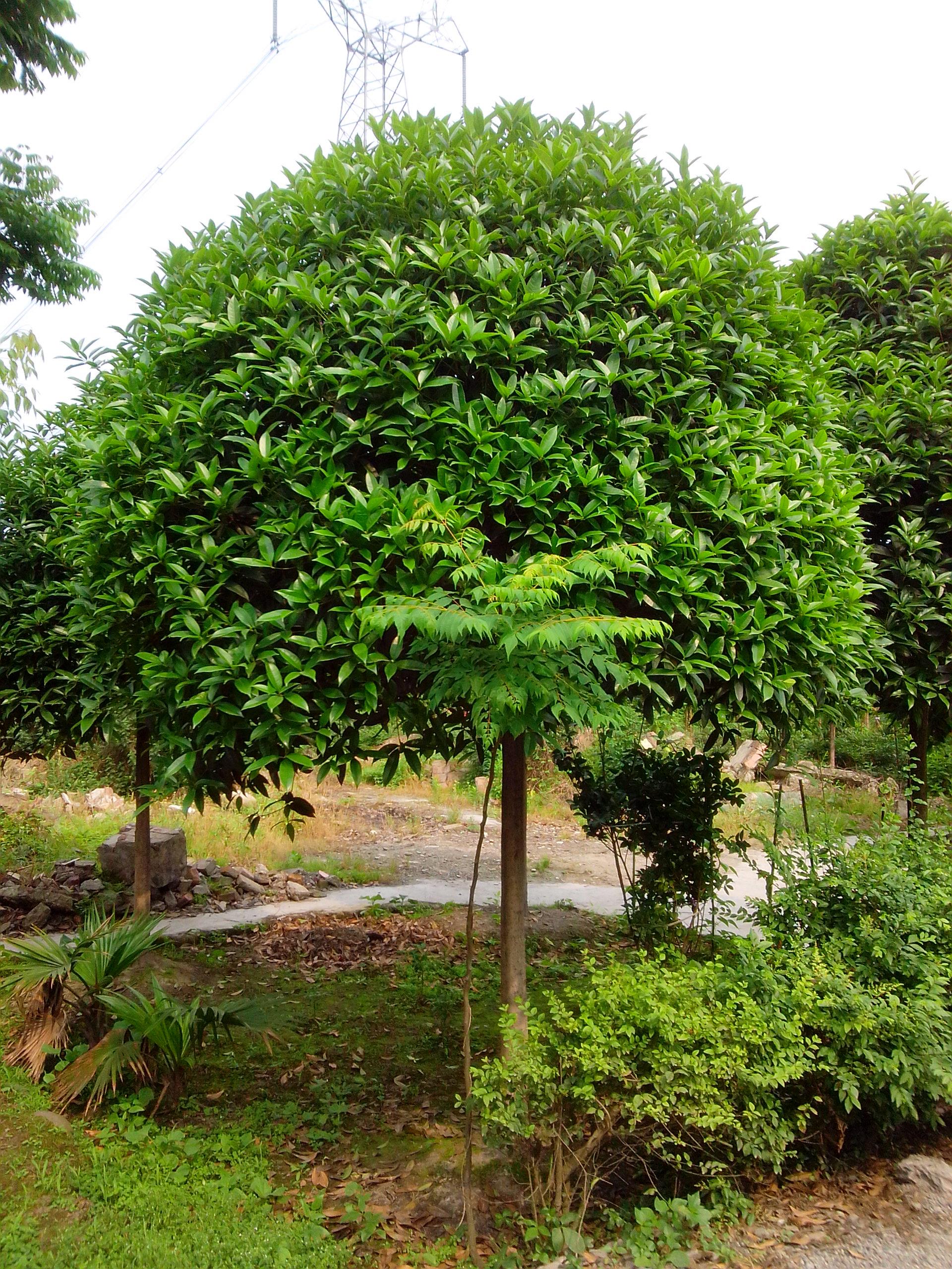 金桂花树苗(金桂花树苗多久开花)