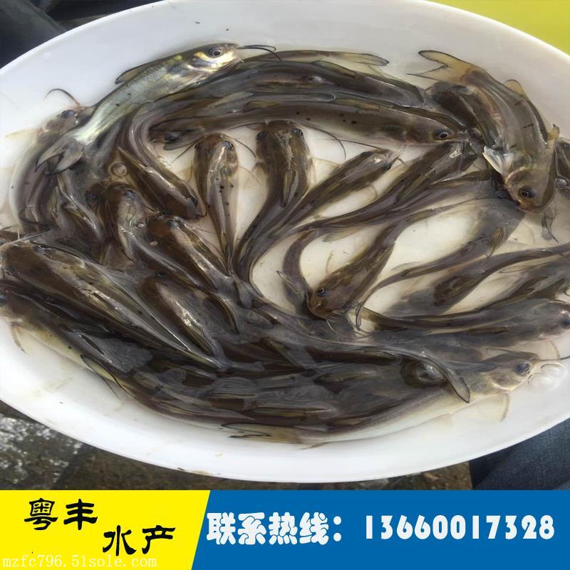 視頻實拍斑點叉尾鮰魚苗繁殖過程