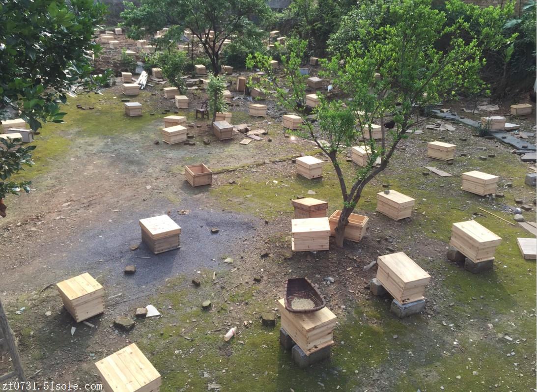 貴州江西廣東廣西湖北養蜂場中華蜜蜂出售蜂箱土蜂蜜蜂群蜂種