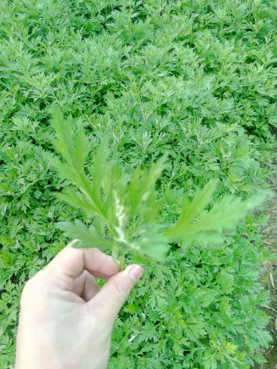 野艾蒿和艾草是有一定区别的,通常野艾蒿和艾草怎样分别呢野艾蒿开花