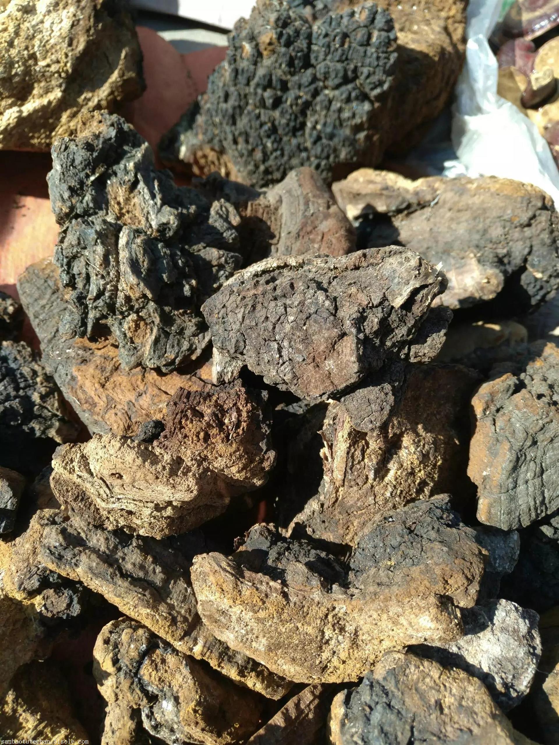 褐桦孔菌桦树黄桦树菇桦褐孔菌西伯利亚灵芝